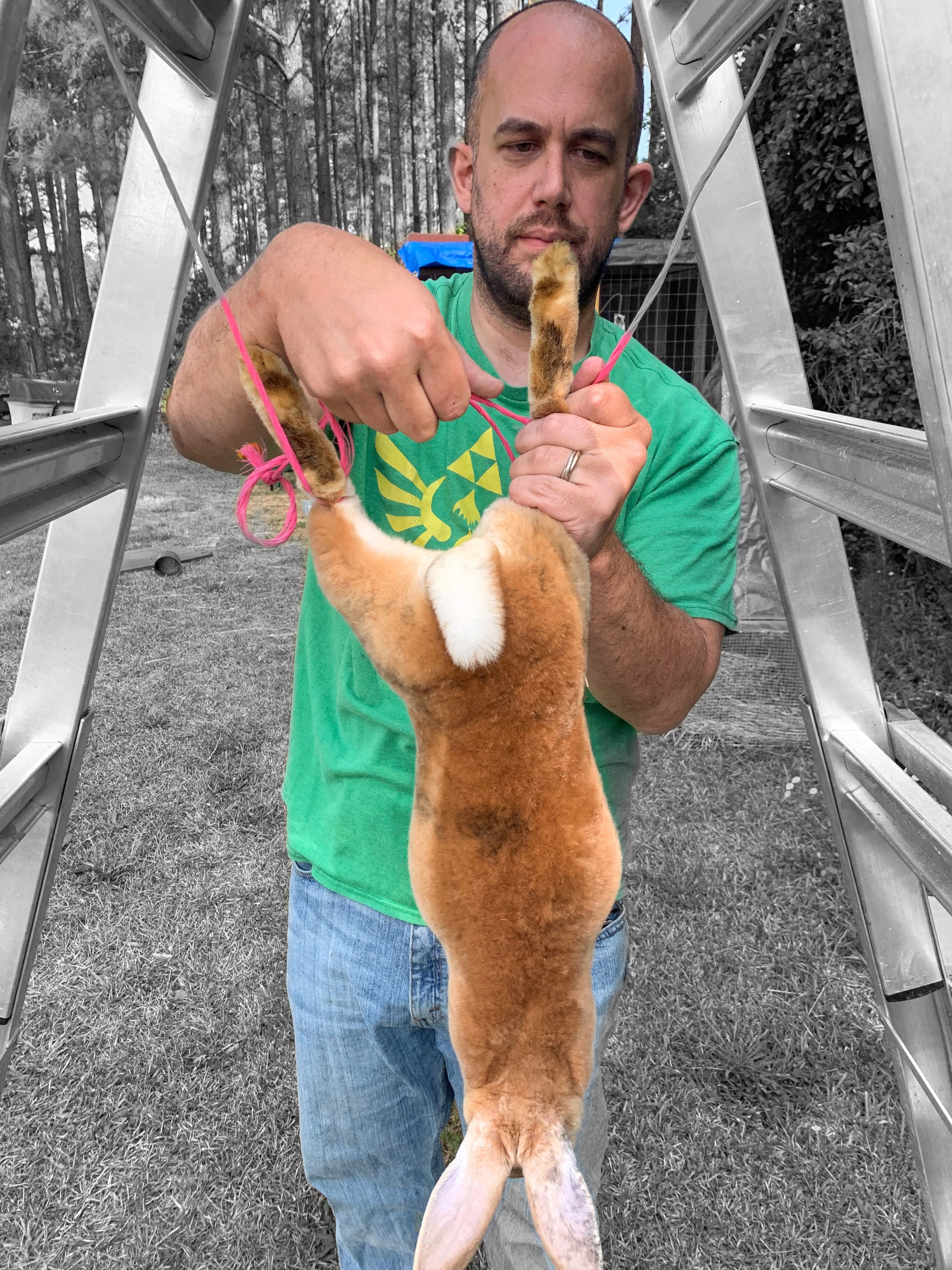 rabbit processing